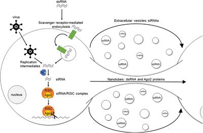 RNA Interference in Insects: Protecting Beneficials and Controlling Pests